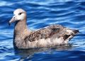 Black-fotted Albatross